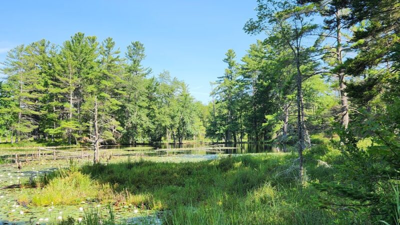 Converse Meadow - Rindge, NH