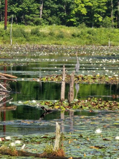 Converse Meadow - Rindge, NH