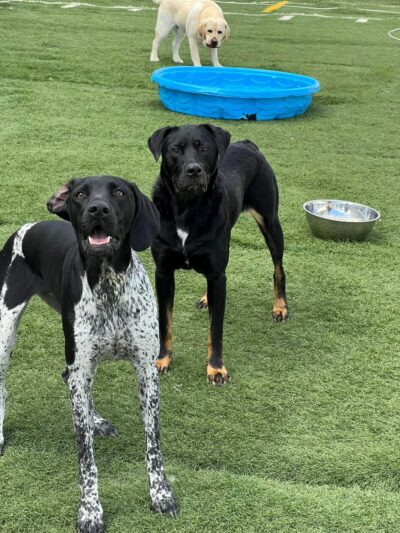 Pups At Play - Rindge, NH