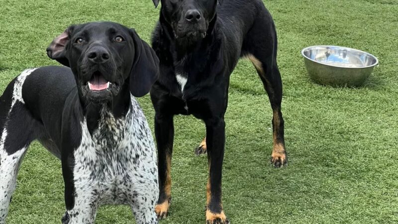 Pups At Play - Rindge, NH