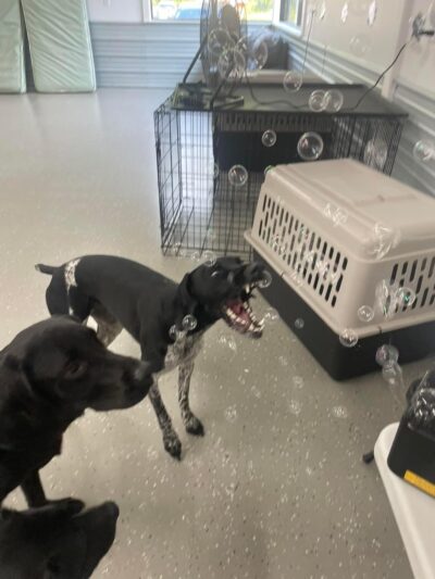 Pups At Play - Rindge, NH