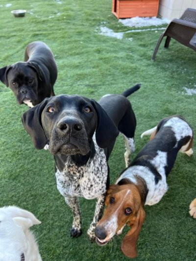 Pups At Play - Rindge, NH