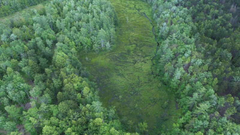 Rindge Town Forest - Rindge, NH