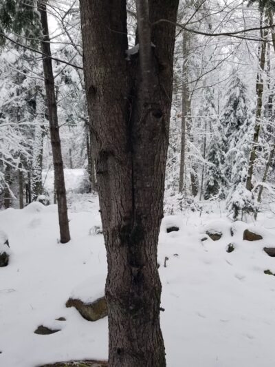 Tetreault Park - Rindge, NH