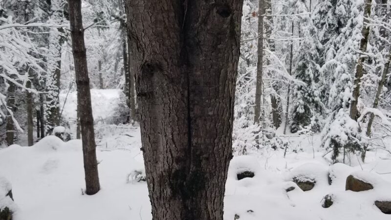 Tetreault Park - Rindge, NH