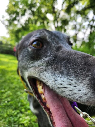 Lucky-E Kennels - Ringwood, IL