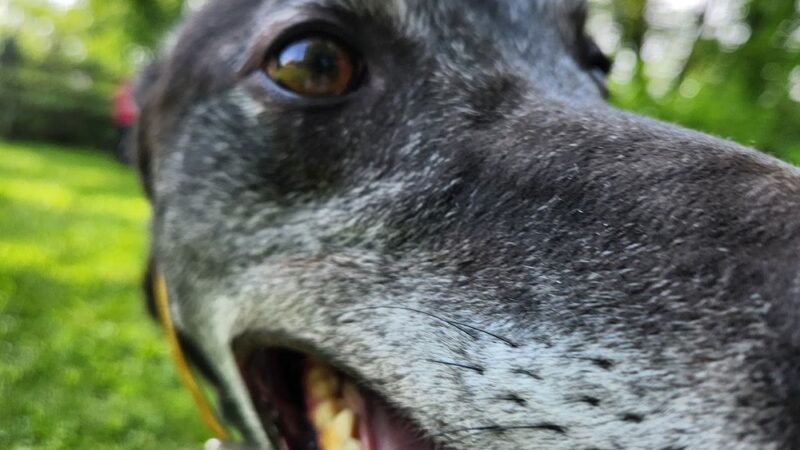Lucky-E Kennels - Ringwood, IL