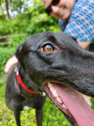 Lucky-E Kennels - Ringwood, IL