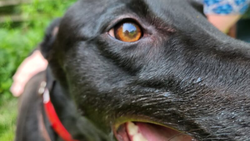 Lucky-E Kennels - Ringwood, IL