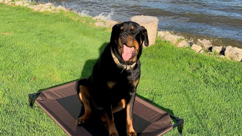 Lucky-E Kennels - Ringwood, IL