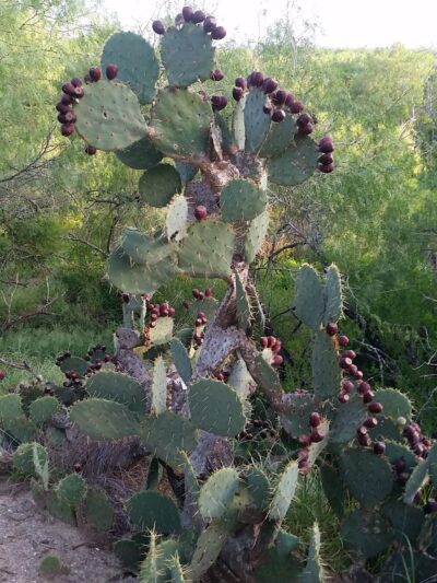 Fordyce Nature And Hiking Trails - Rio Grande City, TX