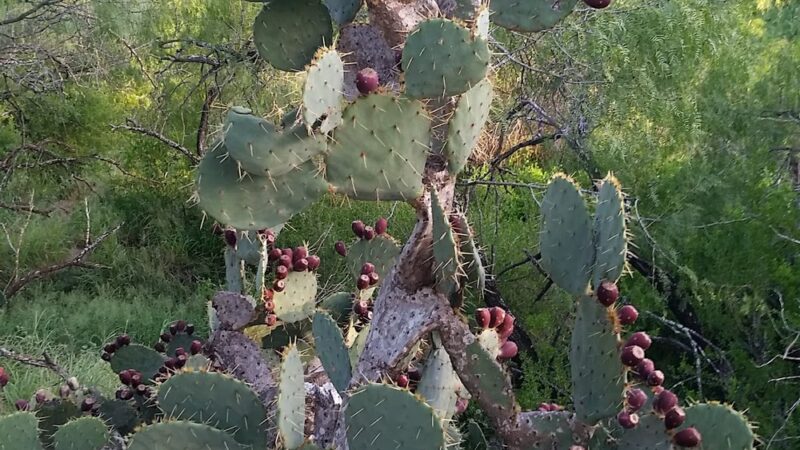 Fordyce Nature And Hiking Trails - Rio Grande City, TX