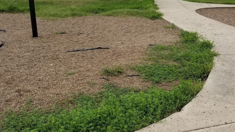 Rio Hondo City Park - Rio Hondo, TX