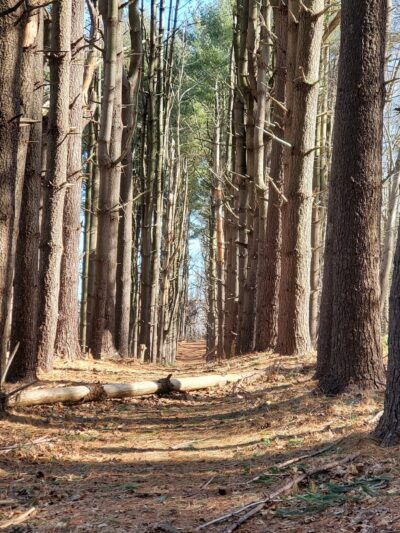 Poplar Road Wildlife Sanctuary - River Vale, NJ