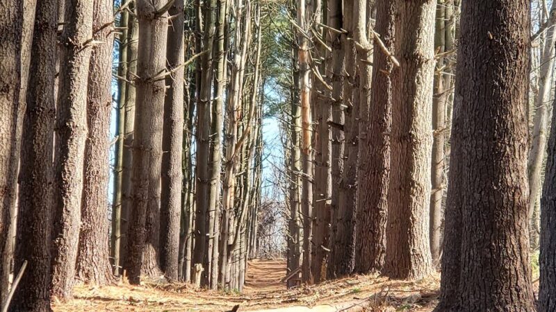 Poplar Road Wildlife Sanctuary - River Vale, NJ