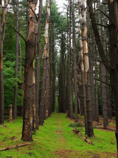 Poplar Road Wildlife Sanctuary - River Vale, NJ