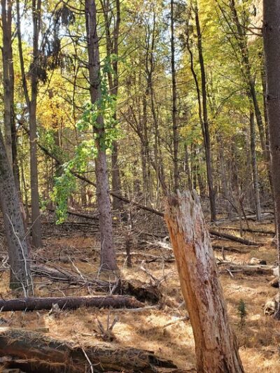 Poplar Road Wildlife Sanctuary - River Vale, NJ