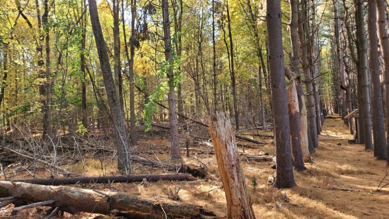 Poplar Road Wildlife Sanctuary - River Vale, NJ