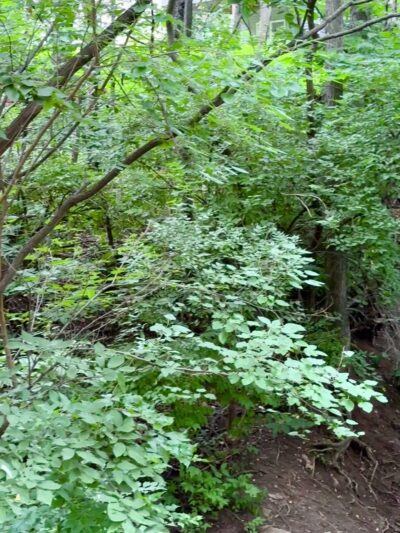 River Way Trailhead - Riverdale, IA