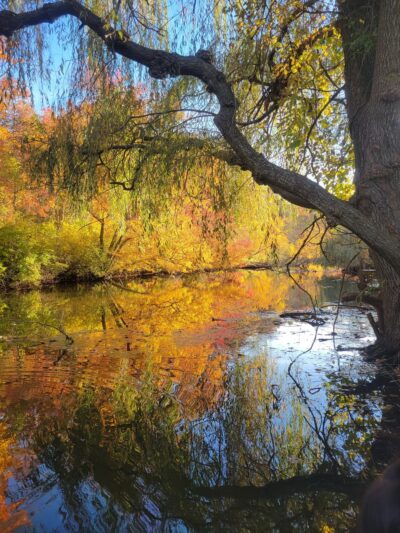 Weeping Willow Park - Riverhead, NY
