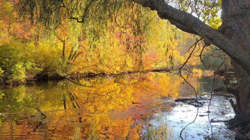 Weeping Willow Park - Riverhead, NY