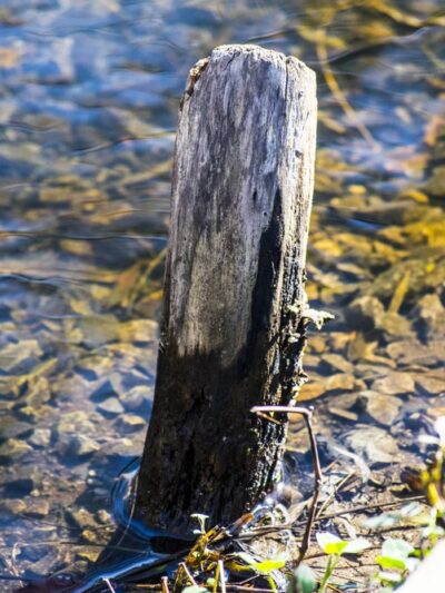 Weeping Willow Park - Riverhead, NY