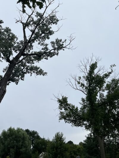 Akenside/Woodside Triangle - Riverside, IL