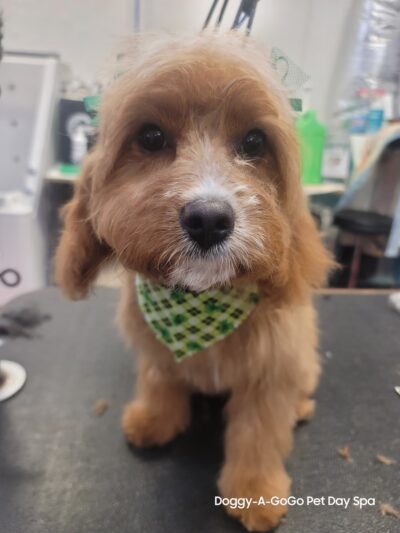 Doggy-A-GoGo Pet Day Spa & Self Wash - Riverside, IL