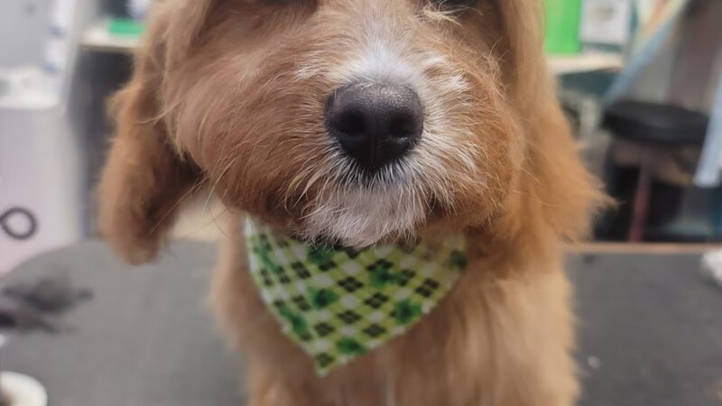Doggy-A-GoGo Pet Day Spa & Self Wash - Riverside, IL