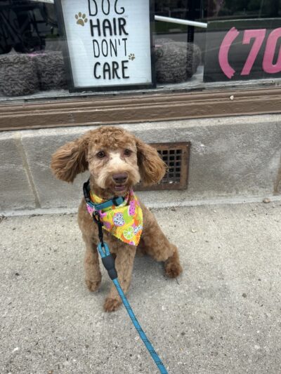 Doggy-A-GoGo Pet Day Spa & Self Wash - Riverside, IL