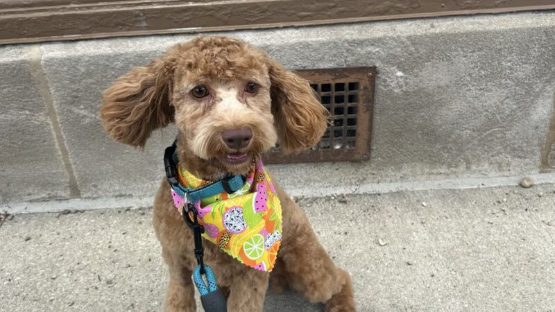 Doggy-A-GoGo Pet Day Spa & Self Wash - Riverside, IL