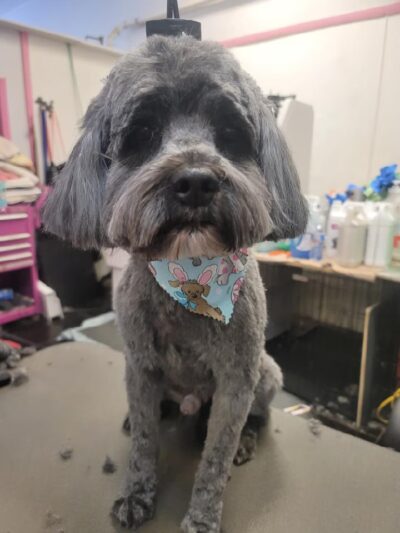 Doggy-A-GoGo Pet Day Spa & Self Wash - Riverside, IL