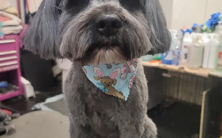 Doggy-A-GoGo Pet Day Spa & Self Wash - Riverside, IL