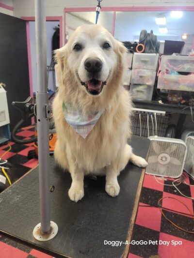 Doggy-A-GoGo Pet Day Spa & Self Wash - Riverside, IL