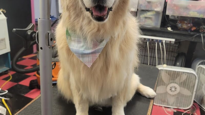 Doggy-A-GoGo Pet Day Spa & Self Wash - Riverside, IL