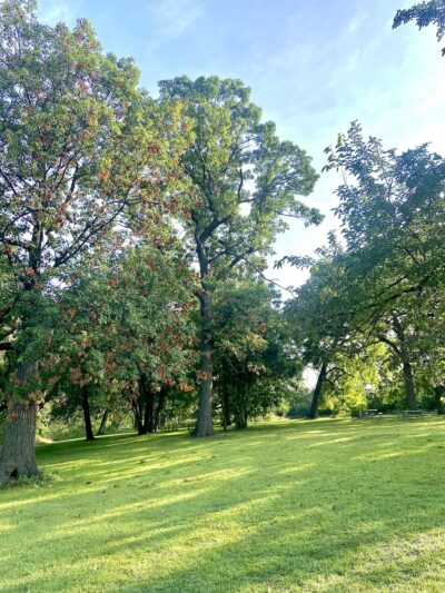 Schuth’s Grove - Riverside, IL