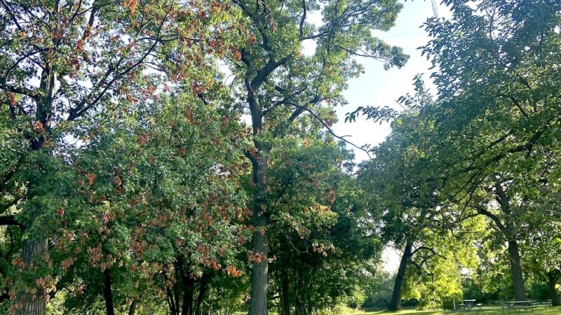 Schuth’s Grove - Riverside, IL