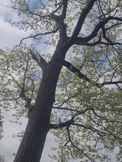 Lake County Forest Preserves - Riverwoods, IL