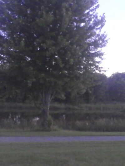 Second Frank Canine Park - Rochester, MN