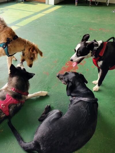 Better Together Dog Park Bar - Rochester, NY
