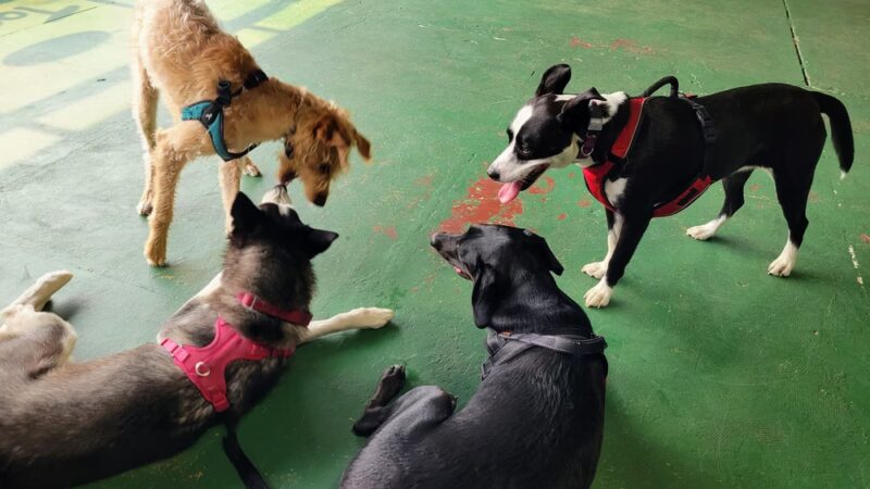 Better Together Dog Park Bar - Rochester, NY