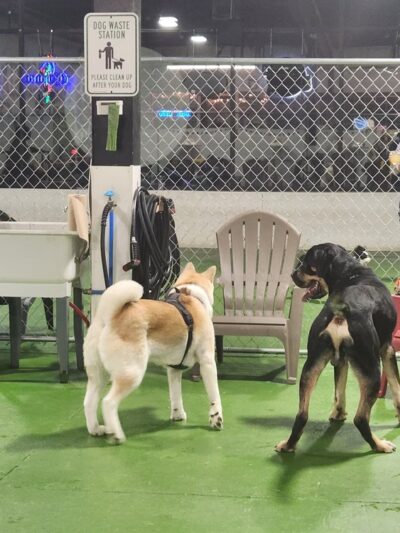 Better Together Dog Park Bar - Rochester, NY