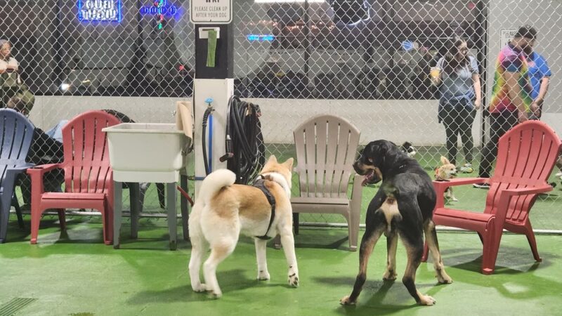Better Together Dog Park Bar - Rochester, NY