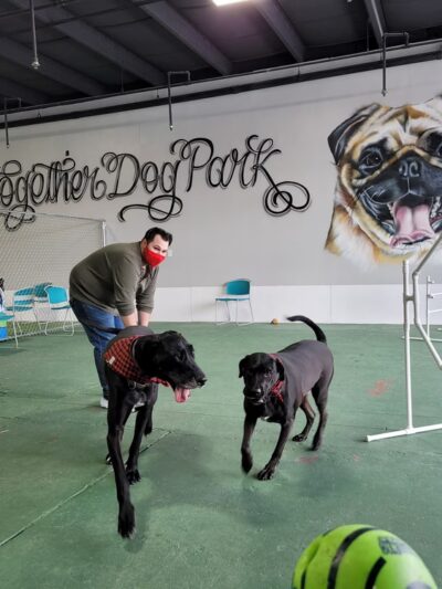 Better Together Dog Park Bar - Rochester, NY