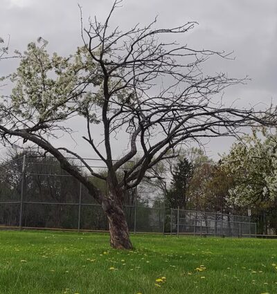 Carter Park - Rochester, NY