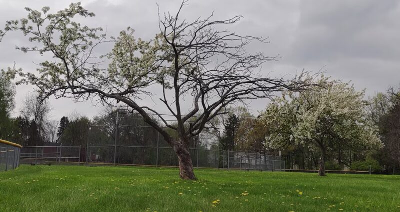 Carter Park - Rochester, NY