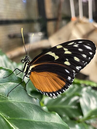 Dancing Wings Butterfly Garden - Rochester, NY