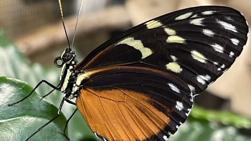 Dancing Wings Butterfly Garden - Rochester, NY