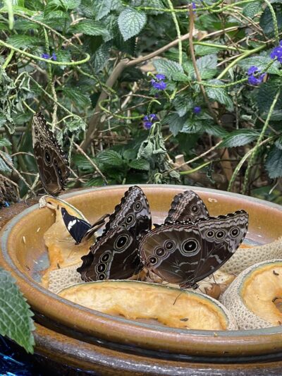 Dancing Wings Butterfly Garden - Rochester, NY