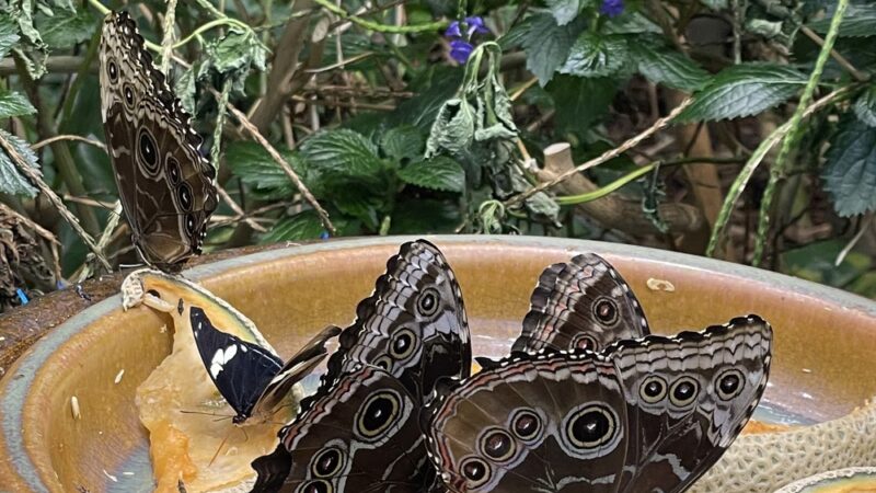 Dancing Wings Butterfly Garden - Rochester, NY